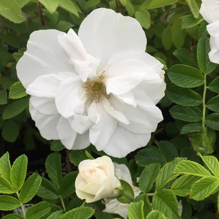 Rosa 'Blanc Double du Coubert' 5L - image 1