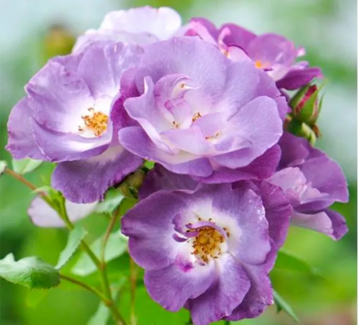 Rosa 'Blue For You' 4.5L
