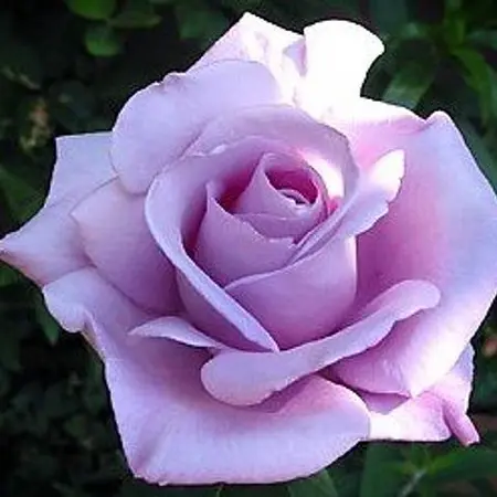 Rosa 'Blue Moon' 5L