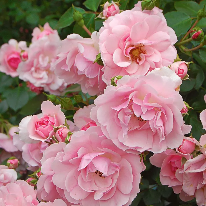 Rosa 'Bonica' 4.5L
