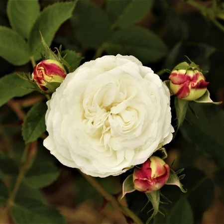 Rosa 'Boule de Neige' 5L