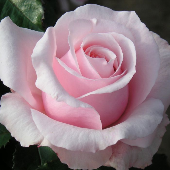 Rosa 'Bride & Groom' 4.5L - image 1