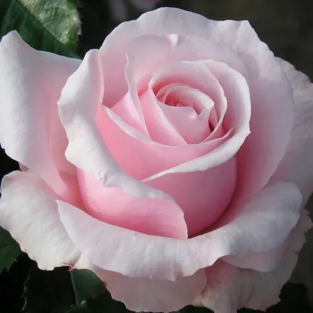 Rosa 'Bride & Groom' 4.5L - image 1