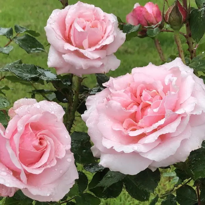Rosa 'Bride & Groom' 4.5L - image 2