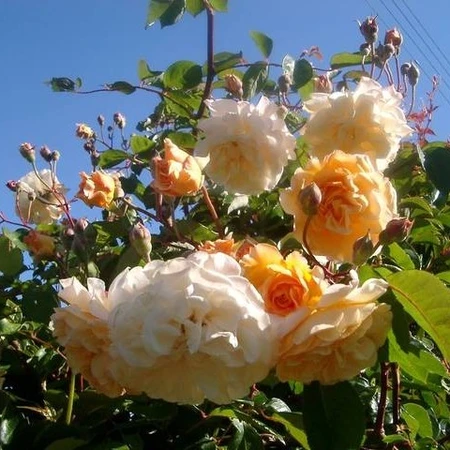 Rosa 'Buff Beauty' 5L - image 2