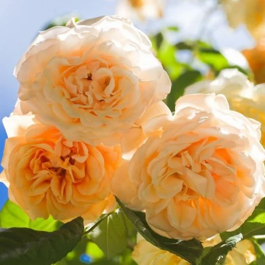 Rosa 'Buff Beauty' 5L - image 3