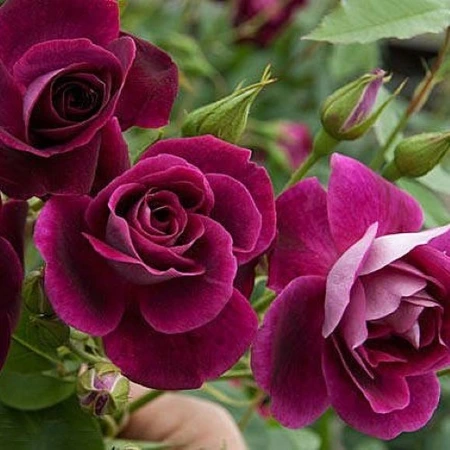 Rosa 'Burgundy Ice' 4.5L