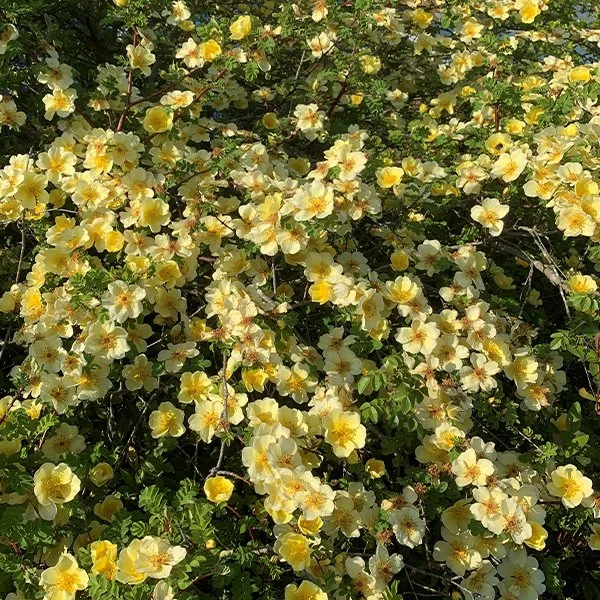 Rosa 'Canary Bird' 4.5L