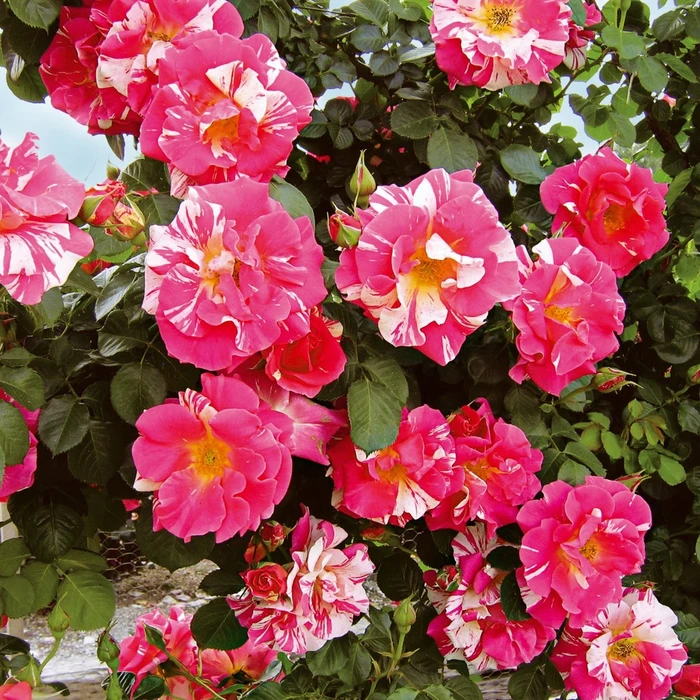 Rosa 'Candyland' 4.5L