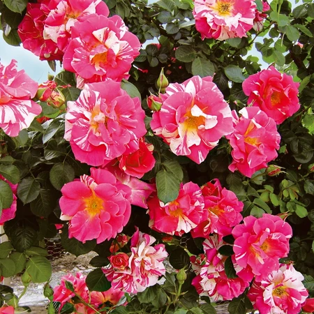 Rosa 'Candyland' 4.5L