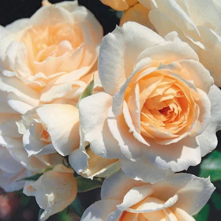 Rosa 'Champagne Moment' 5L
