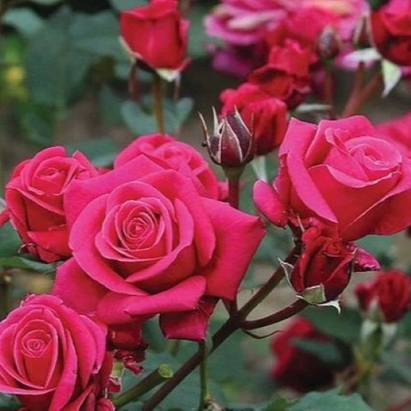 Rosa 'Charisma' 4.5L