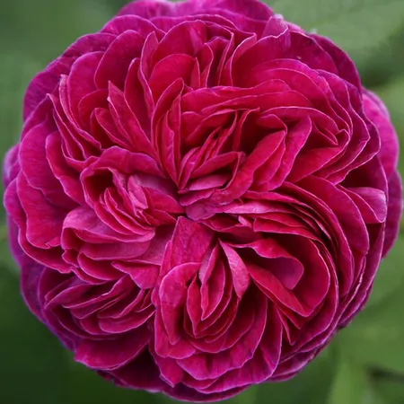 Rosa 'Charles de Mills' 5L