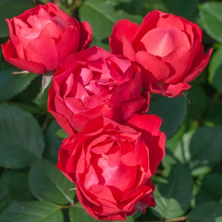 Rosa 'Cherry Bonica' 5L