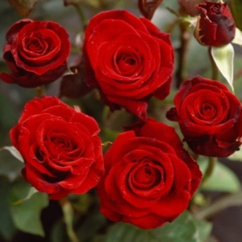 Rosa 'Claret' 4.5L