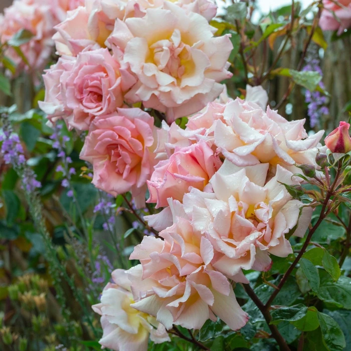 Rosa 'Compassion' 4.5L - image 2