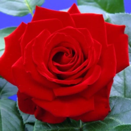 Rosa 'Crimson Cascade' 4.5L