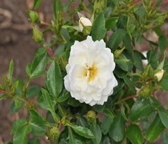 Rosa 'Crystal Mella' 4.5L