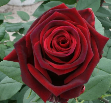 Rosa 'Deep Secret' 4.5L