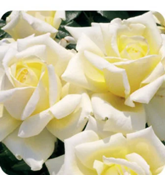 Rosa 'Diamond Days Forever' 4.5L