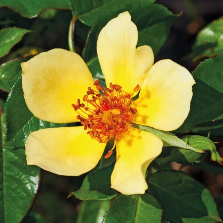 Rosa 'Ducat Mella' 4.5L