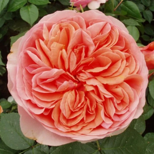 Rosa 'Duchess of Cornwall' 4.5L
