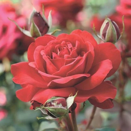 Rosa 'Duchess of Devonshire' 4.5L