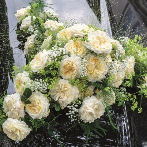 Rosa 'Eirene' 4.5L