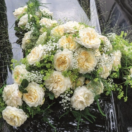 Rosa 'Eirene' 4.5L