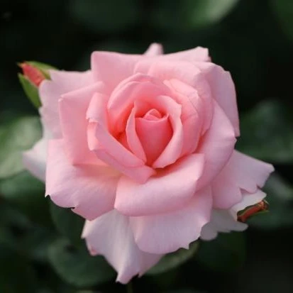 Rosa 'Elizabeth Ashbrook' 4.5L