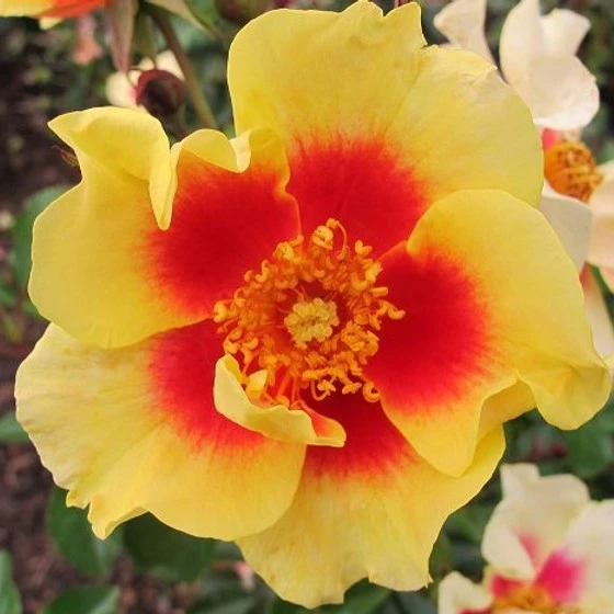 Rosa 'Eye of the Tiger' 4.5L