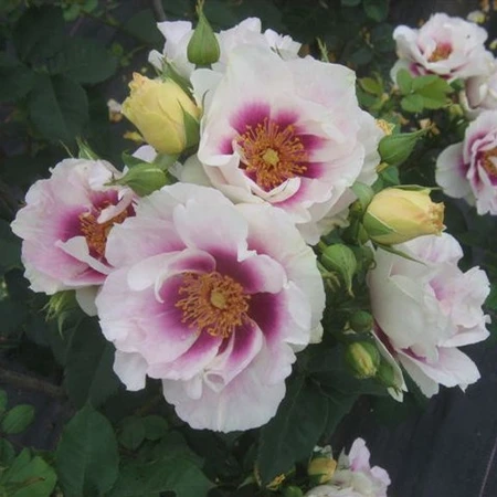 Rosa 'Eyes for You' 10L