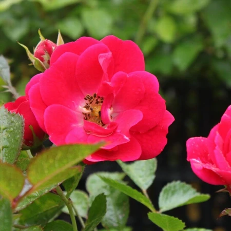 Rosa 'Fairy Dance' 5L