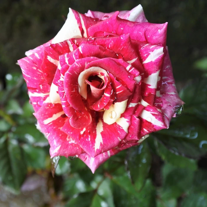 Rosa 'Ferdinand Pichard' 4.5L