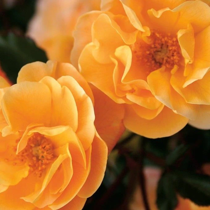 Rosa 'Flower Carpet' Amber 3L