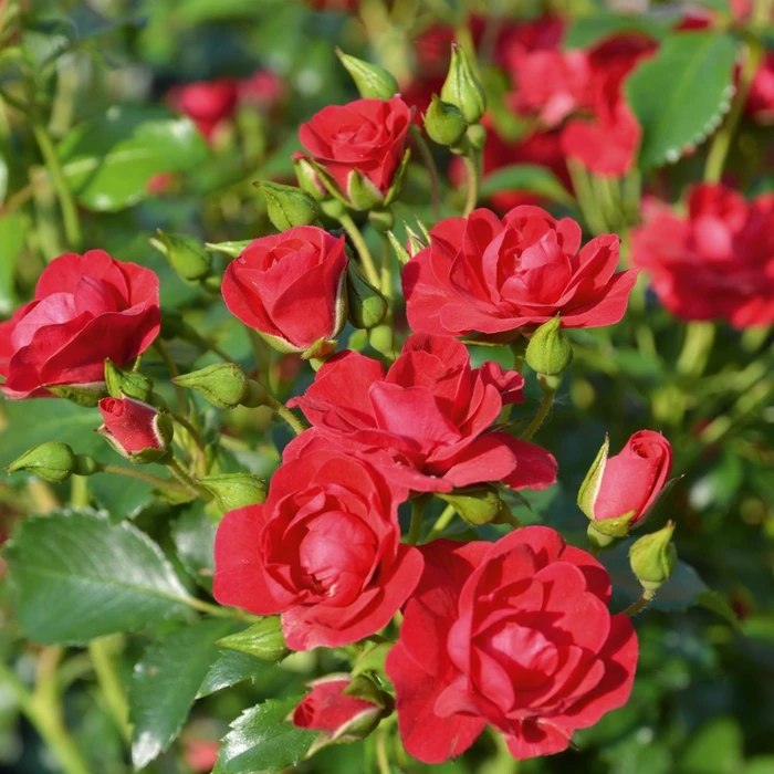 Rosa 'Flower Carpet' Cherry 3L