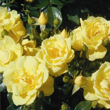 Rosa 'Flower Carpet' Gold 3L