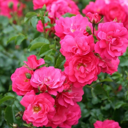 Flower Carpet Pink 3L