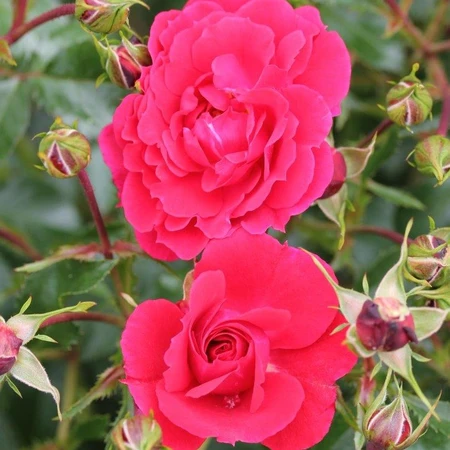 Rosa 'Flower Carpet' Ruby 3L