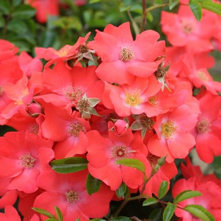 Rosa 'Flower Carpet' Sunset 3L