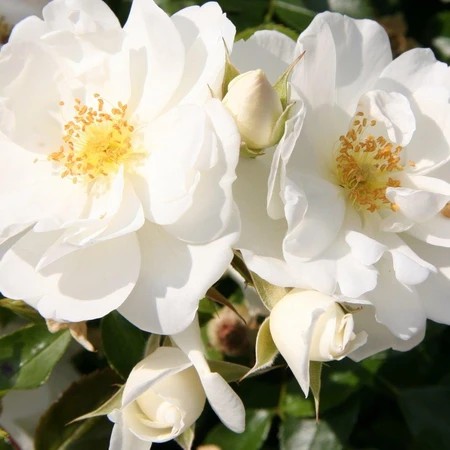 Rosa 'Flower Carpet' White 3L