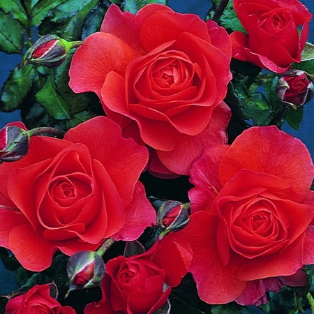 Rosa 'For You With Love' 4.5L