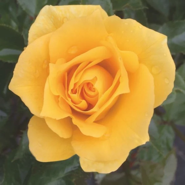 Rosa 'Friends' 4.5L