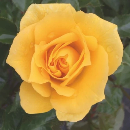 Rosa 'Friends' 4.5L
