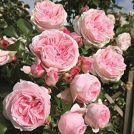 Rosa 'Giardina' 4.5L
