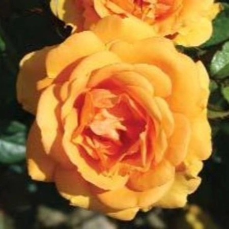 Rosa 'Golden Beauty' 4.5L