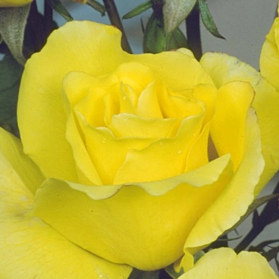 Rosa 'Golden Showers' 4.5L