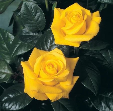 Rosa 'Golden Wedding' 4.5L