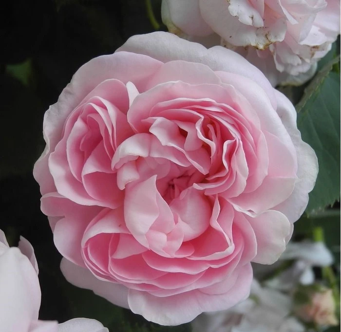 Rosa 'Great Maidens Blush' 5L