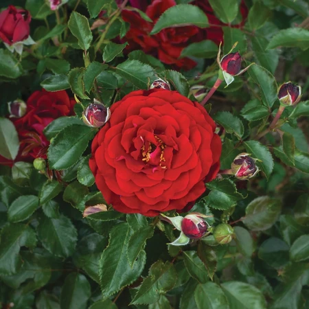 Rosa 'Hallie Bella' 4.5L